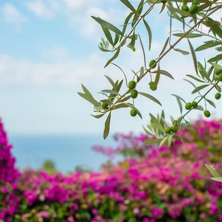 The Olive Terrace Apartment Palase