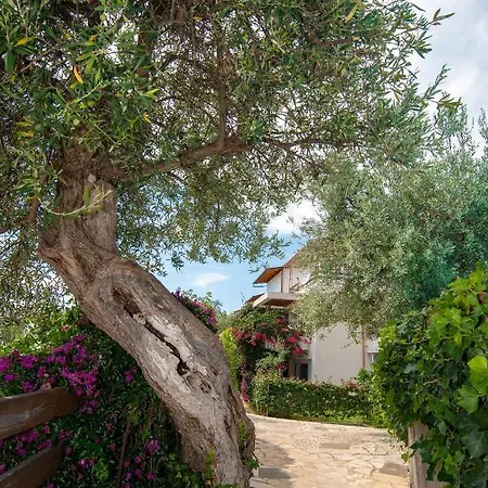 The Olive Terrace * Palase