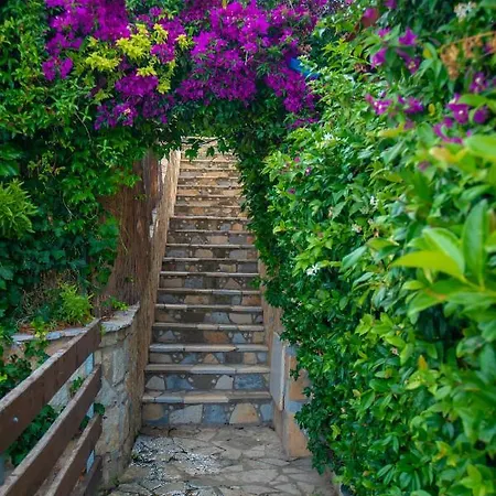 The Olive Terrace Palase