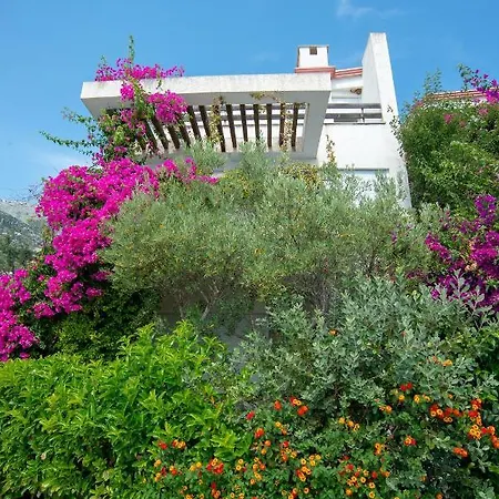 The Olive Terrace * Palase