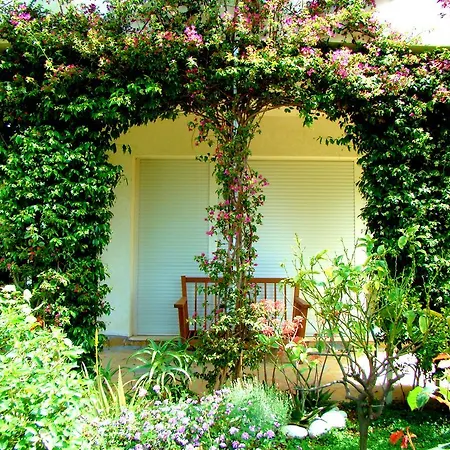The Olive Terrace