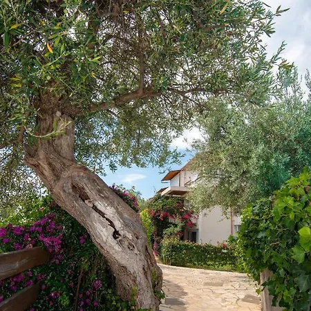 The Olive Terrace * Palase