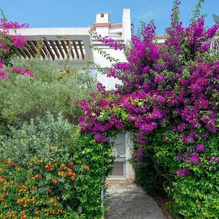 The Olive Terrace *